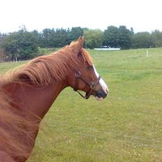 Svensk Sportspony  Isabell<3