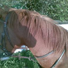 Svensk Sportspony  Isabell<3