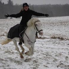 Anden særlig race Sir Camelot