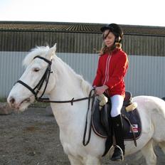 Knabstrupper plet(rideskolshest)