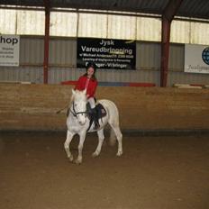 Knabstrupper plet(rideskolshest)