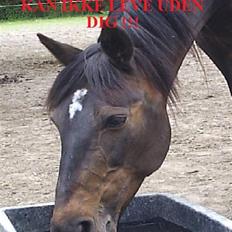 Anden særlig race Elin Starfish / Mille