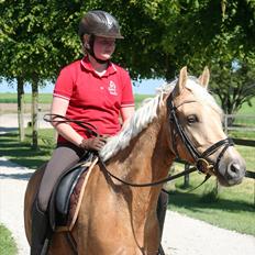 Tysk Sportspony Golden Dream