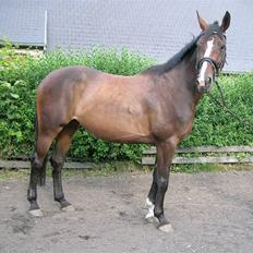 Hannoveraner Favorité - solgt