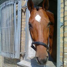 Holstener Castello (R.I.P.)