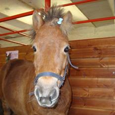 Shetlænder Polly * Solgt*