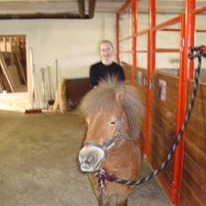 Shetlænder Polly * Solgt*