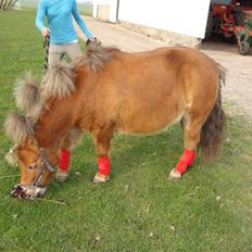 Shetlænder Polly * Solgt*