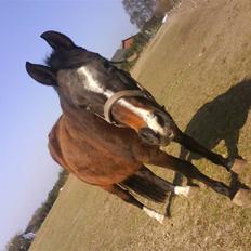 DSP Bøgely's Mille SOLGT