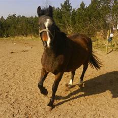 DSP Bøgely's Mille SOLGT