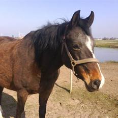 DSP Bøgely's Mille SOLGT