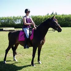 Dansk Varmblod Linette Stridsholt