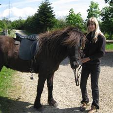 Islænder Svartur fra Hindø