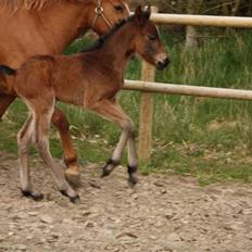New Forest Calandias Fairytale 