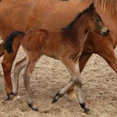 New Forest Calandias Fairytale 