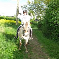 Fjordhest Elvis<3 ( basse) Gl part