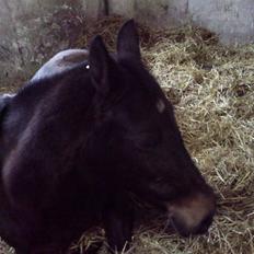 Anden særlig race Stella [elev pony]