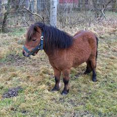 Shetlænder Duncan