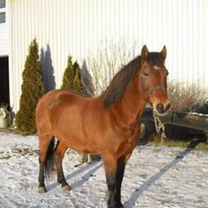 DSP Skovlundegårds Mathilde