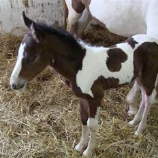 Pinto Shanti pilegaard