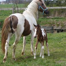 Pinto Shanti pilegaard