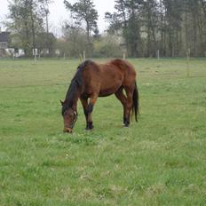 Anden særlig race Flicka