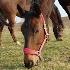 Dansk Varmblod Mathilde