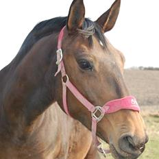 Dansk Varmblod Mathilde