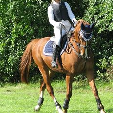 Frederiksborg Kentucky Charlie