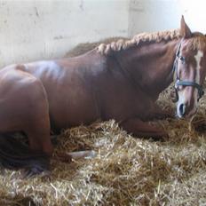 Frederiksborg Kentucky Charlie