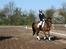 New Forest lazlos joke - ride lb1 i Allerup gaard rideklub
