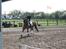 New Forest lazlos joke - rider lb2 på Allerup gaard