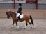 DSP Skovlundegårds Mathilde - Os til stævne. Maribo rideklub og en LB2A, hvis jeg husker rigtigt!