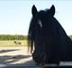 Irish Cob black magic *solgt*