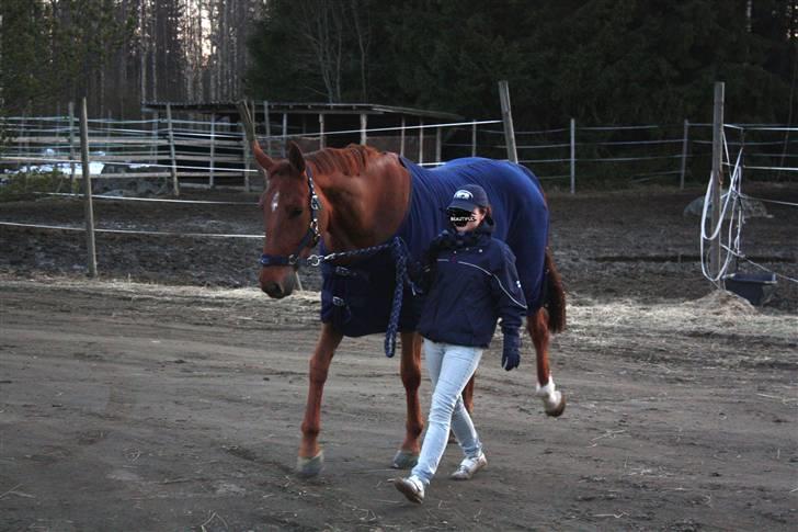 Hollandsk Varmblod Wietje - Walking after a long travelling billede 1
