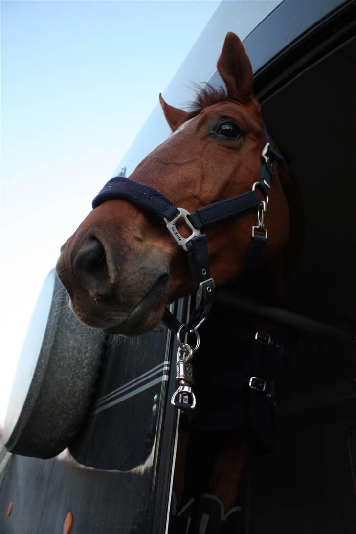 Hollandsk Varmblod Wietje - "Where am I :OO" billede 2