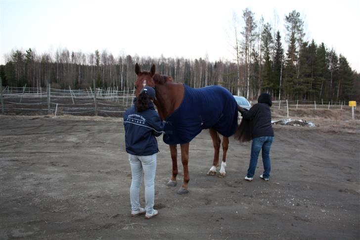 Hollandsk Varmblod Wietje - Grooming moment ;) billede 3