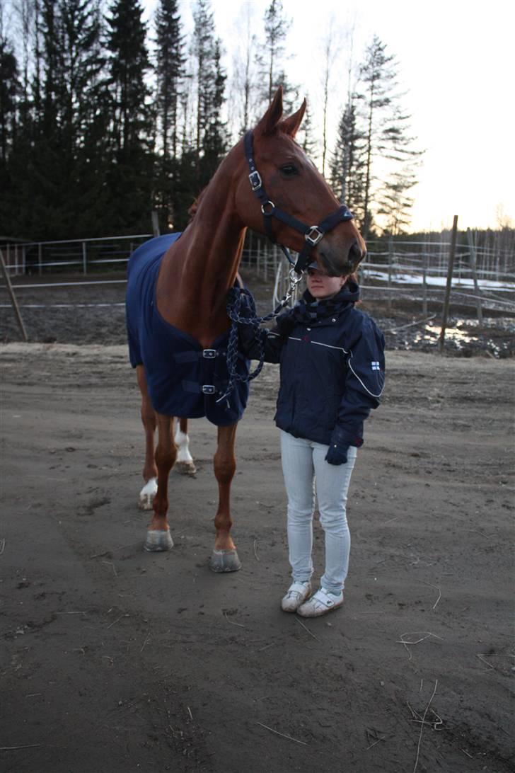 Hollandsk Varmblod Wietje billede 4
