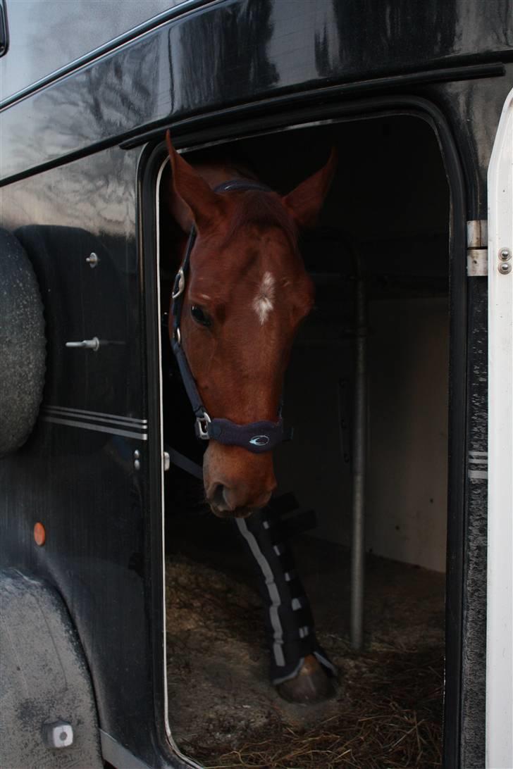 Hollandsk Varmblod Wietje - "Hey, you! Do something! Now!" :D billede 5