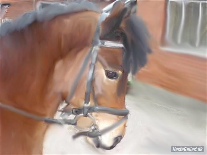 Dartmoor Innis Julian - billede lavet til mig fra Julie Alice H Tak billede 14