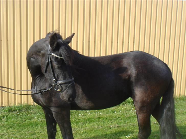 Frieser Trijntje E. billede 5