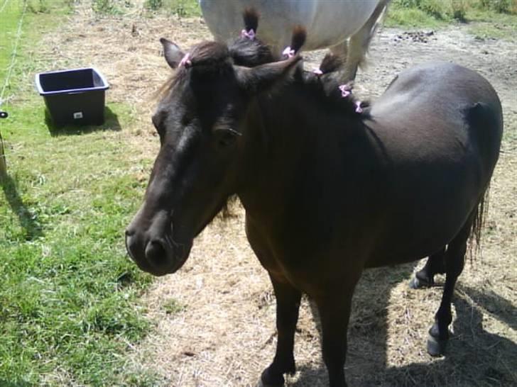 Shetlænder Sally - 1. Sally billede 2