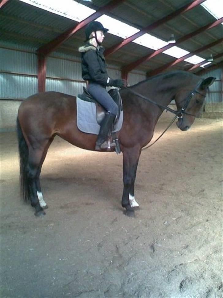 Dansk Varmblod Primadonna  - Primadonna & jeg,
 2007. billede 1