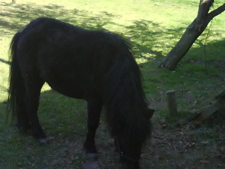Shetlænder Sally - 3. Da vi var ude at kigge på hende billede 4