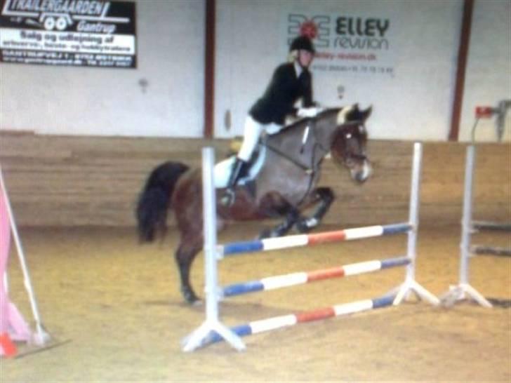 Dansk Varmblod Primadonna  - VBR 2009. billede 2