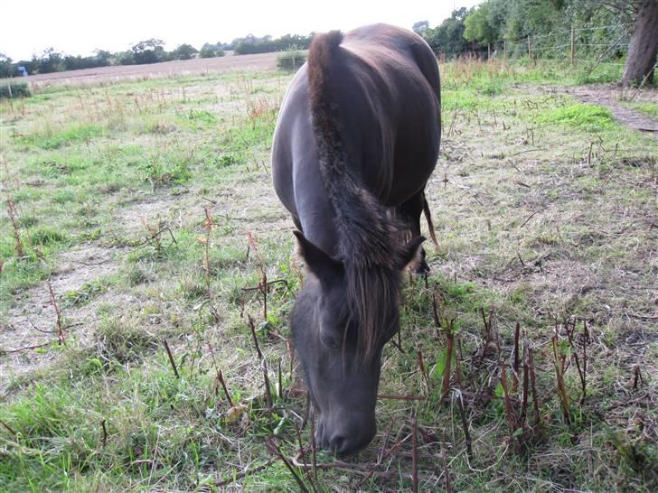 Shetlænder Sally - 4. Sally billede 5
