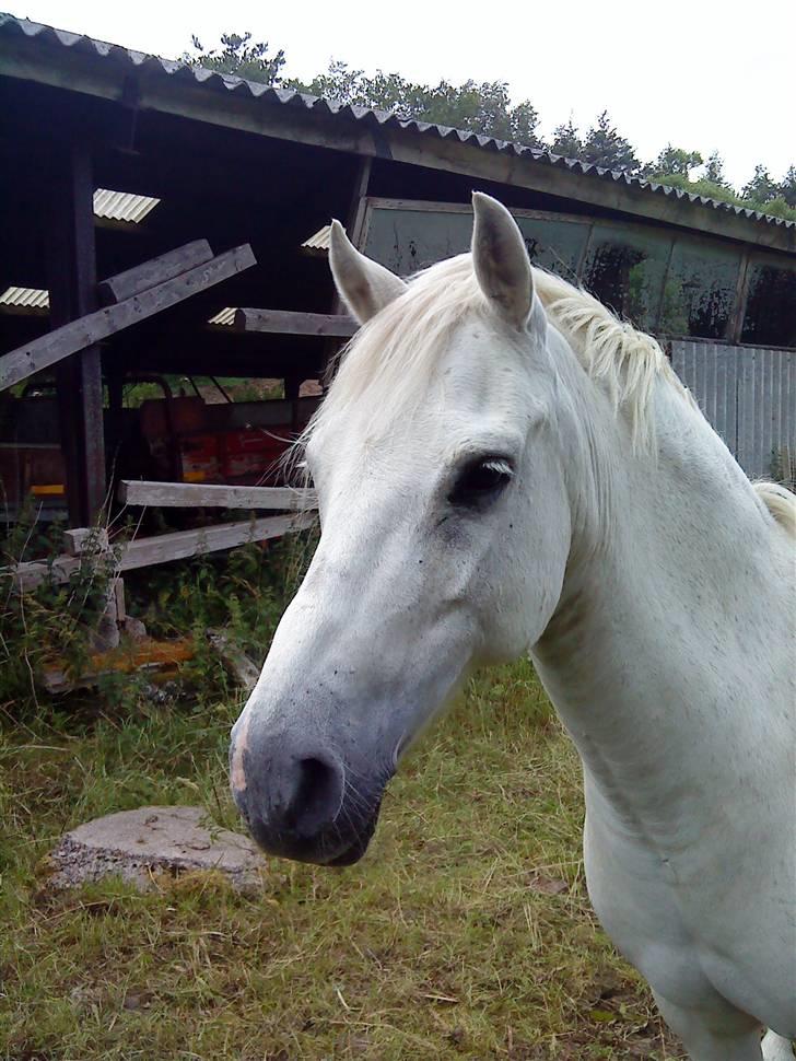 Anden særlig race sascha - min dejlige pony sascha<3 billede 1