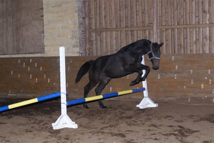 Dansk Varmblod June - June løsspringer for første gang :D billede 17