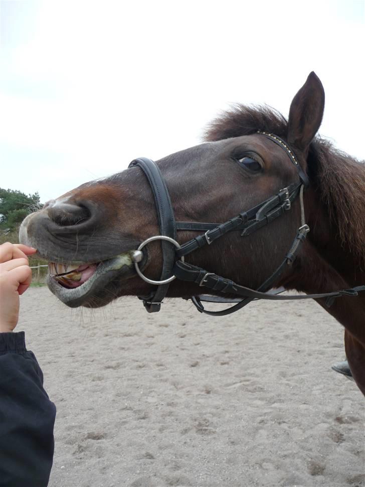 Anden særlig race Miss trixie bell  - kysse-tricks :-* billede 9