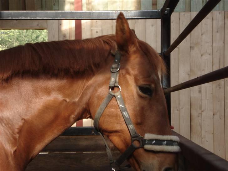 Anden særlig race Tara - dejlige tøs <3 billede 9